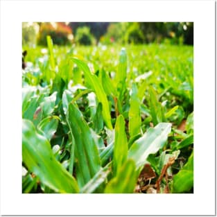 Green Grass Design Posters and Art